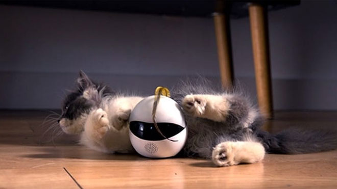 Siz yokken kedinizle oynayan mini robot [Video]