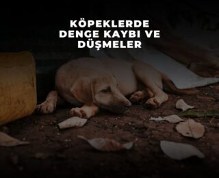 Köpeklerde Denge Kaybı ve Düşmeler