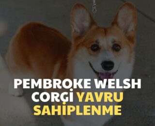 Pembroke Welsh Corgi Yavru Sahiplenme